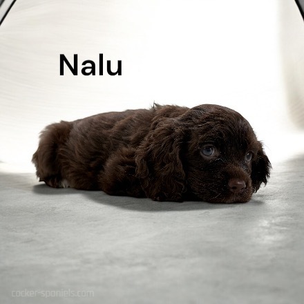 puppy, for, sale, Cocker Spaniel, Joe & Cherri  Overlease, dog, breeder, Miller, MO, dog-breeder, puppy-for-sale, forsale, nearby, find, puppyfind, locator, puppylocator, aca